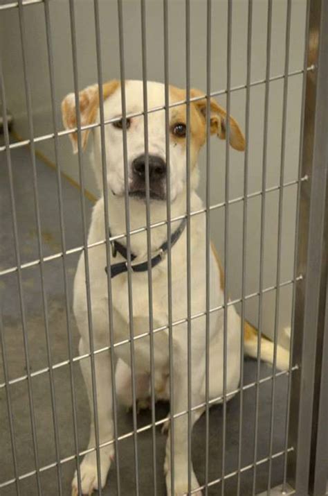 Good News for Pets in Barrow County Animal Shelter: No Dogs Euthanized on Wednesday | Barrow, GA ...