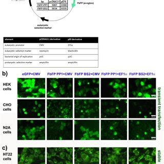 (PDF) Flavin Mononucleotide-Based Fluorescent Proteins Function in ...