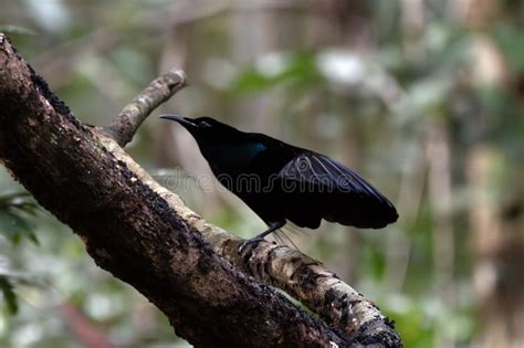 Magnificent Riflebird or Ptiloris Magnificus Seen in Nimbokrang in West Papua Stock Photo ...