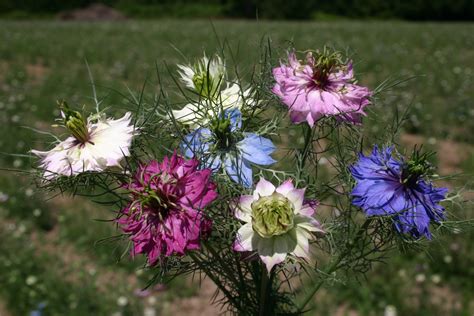 Love-in-a-Mist - Mix - Oregon Wholesale Seed Company