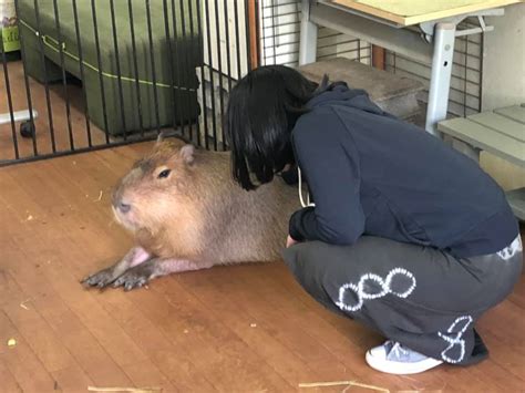 Chillaxing At This Capybara Cafe Just Outside Of Tokyo | Tokyo Fox (東京狐)