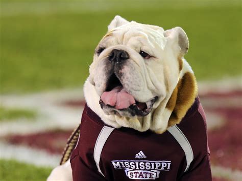 Former Mississippi State mascot Bully XX passes away | USA TODAY Sports