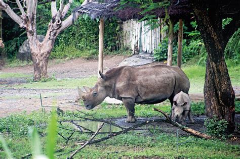 Rediscovering Wildlife at Bali Safari and Marine Park - NOW! Bali