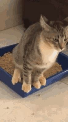 Cat Pooping GIFs | Tenor