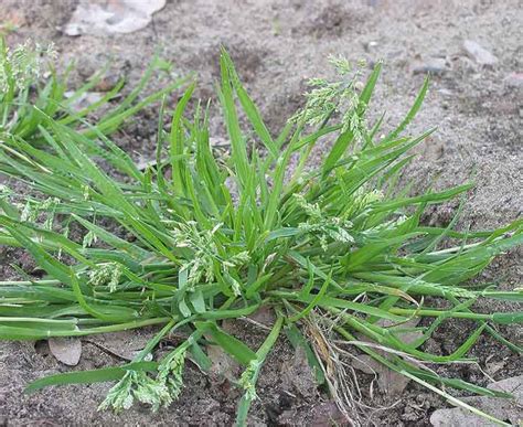 Quiz on Annual Garden Weeds, Recognition and Identification