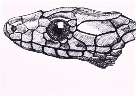 drawings of lizards | And a demon serpent lol | Reptile drawings, Drawings, Art club