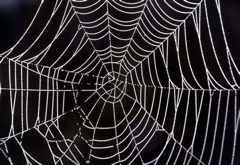 Download Spider Web Background Black And White Home Screen | Wallpapers.com