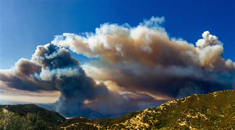 Drought, Trees and Wildfires - California Academy of Sciences