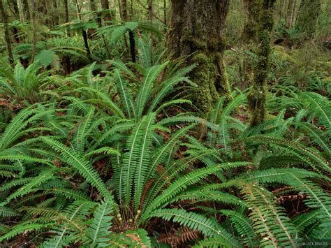 Kepler Ferns | New Zealand | Mountain Photography by Jack Brauer