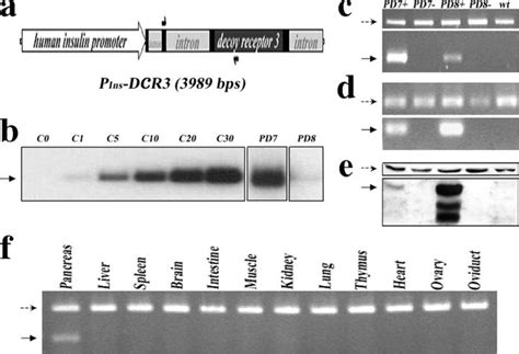 Generation of transgenic mice. (a) Schematic diagram of the whole... | Download Scientific Diagram