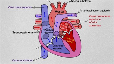 Partes Del Corazon