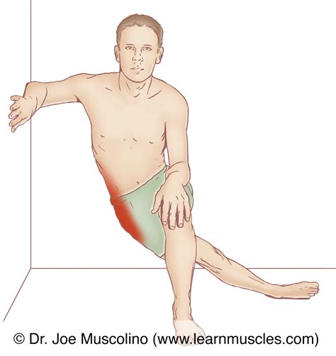 Tensor Fasciae Latae (TFL) - Stretching - Learn Muscles