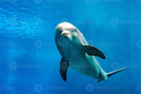 dolphin smiling eye close up portrait detail 12039869 Stock Photo at ...