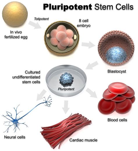 3D Medical Illustration Pluripotent Stem Cells mohvisuals.com | Stem cell research, Stem cells ...