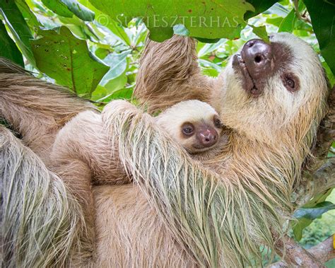 Mom and Baby Sloth Snuggling Photo - Baby Animal Prints by Suzi