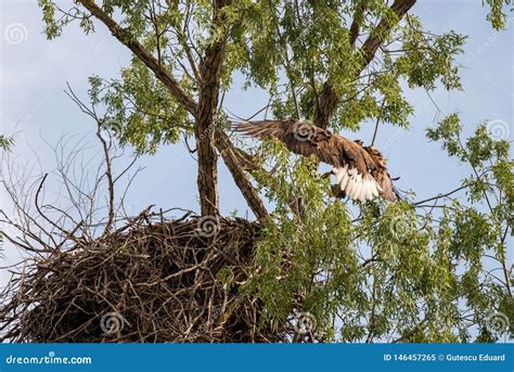 White Tailed Eagle Nest in Danube Delta , Romania Wildlife Bird Watching Stock Image - Image of ...