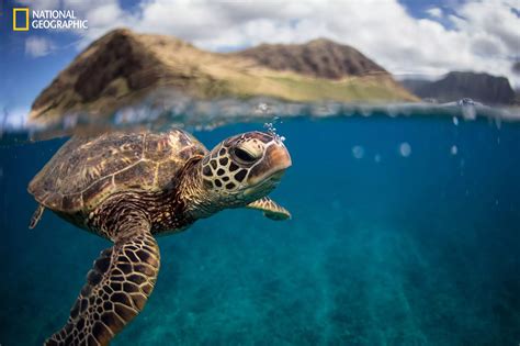 2016 National Geographic Nature Photographer of the Year - Mirror Online