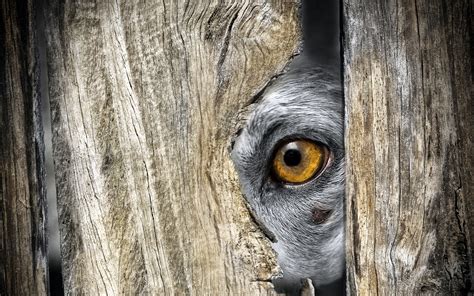 animals, Eyes, Closeup, Wood, Hiding Wallpapers HD / Desktop and Mobile ...