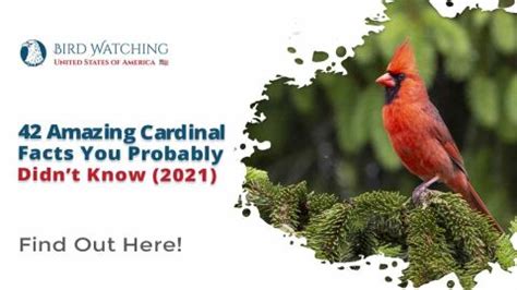 42 Amazing Cardinal Facts You Probably Didn't Know!