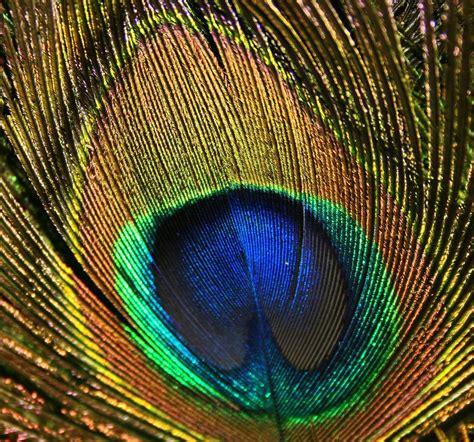 Peacock Feather Eye Free Photo Download | FreeImages