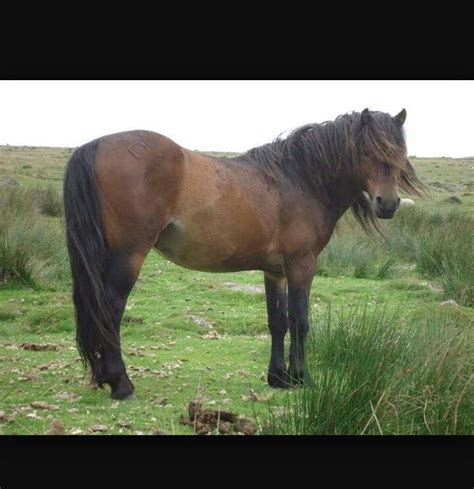 Dartmoor pony | Horses, Horse breeds, Dartmoor