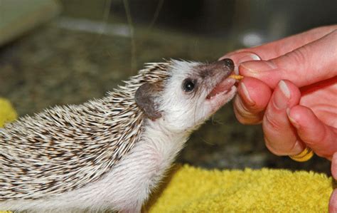 What Do Hedgehogs Eat