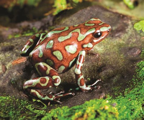 frogs | The Wild World of Zoobooks