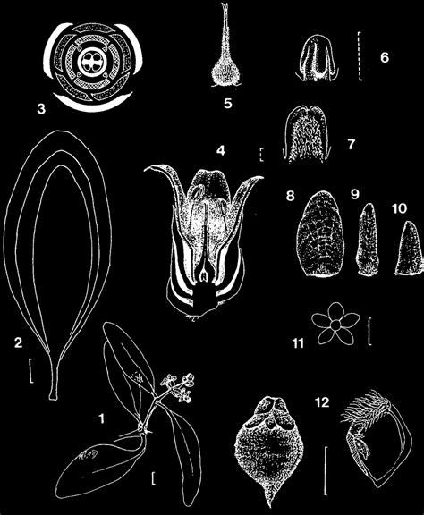 Avicennia integra N. C. Duke. 1, Flowering branchlet; 2, mean range of... | Download Scientific ...