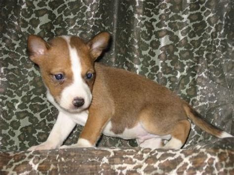 Basenji | Basenji Puppies For Sale Basenji Puppies For Adoption Basenji Puppies ... | Basenji ...