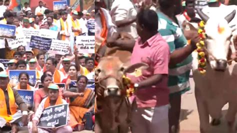 BJP Protests Against Karnataka Govt's Plan To Scrap Cow Slaughter Ban Amid Row Over Congress ...