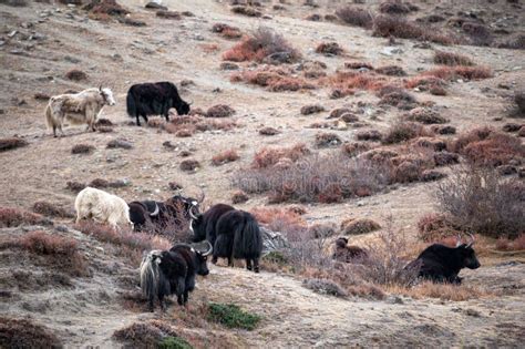 Small Yak Herd stock photo. Image of himalayan, adventure - 273507668