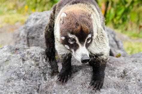 Sociable animal stock image. Image of watch, stone, wildlife - 95531935