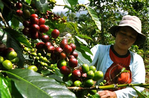 Plantation05: Coffee Plantation Images : Coffee Plantation At Bali Pulina Agro Tourism: All You ...