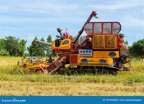 Combine Harvester Working on Rice Field. Harvesting is the Process of Gathering a Ripe Crop from ...