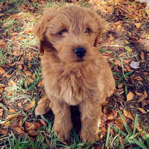 Brandie's Past F1 Mini Goldendoodle Puppies (Retired Mom) - Country Mini Doodle Farms