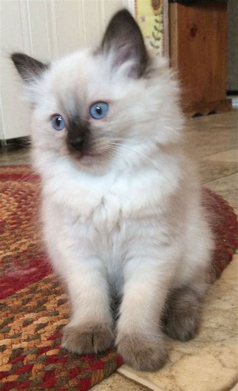 Myresa is a seal point ragdoll kitten from our third litter. She has ...