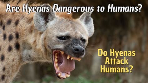 How Dangerous are Hyenas to Humans? Do Hyenas Attack Humans? - YouTube