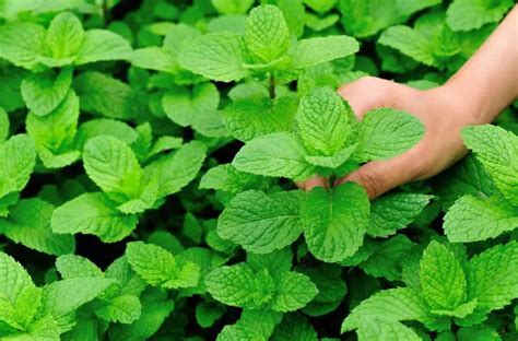 How to harvest mint – Artofit