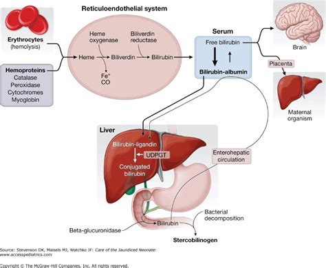 Chapter 5. Physiology of Neonatal Unconjugated Hyperbilirubinemia ...