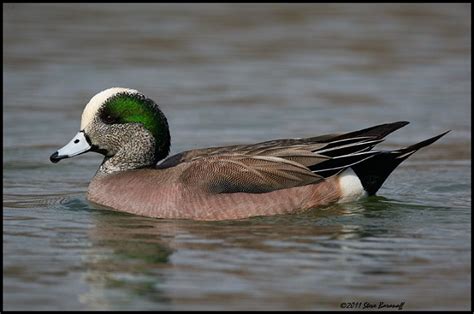 Recent Images 2011/_1SB6462 american wigeon drake