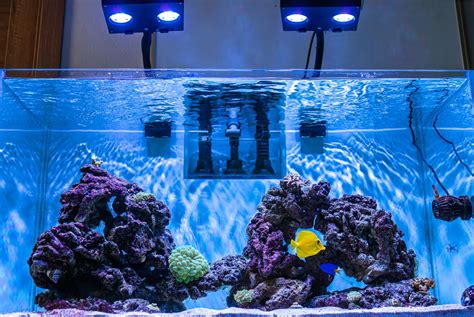 Aquarium Lighting: Best Practices for Algae Control and Plant Growth