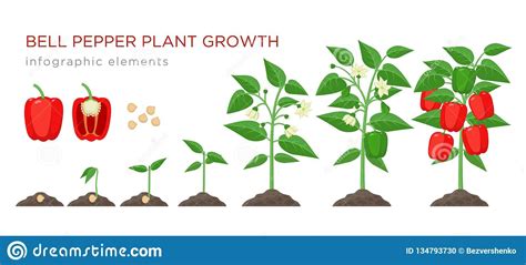 Sweet pepper plant growth stages infographic elements in flat design ...