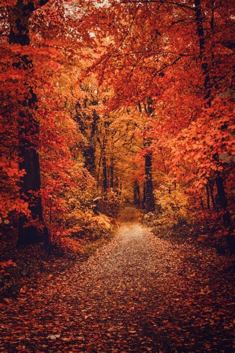 50+ Stunning Fall Wallpaper For Your iPhone! - Luv68