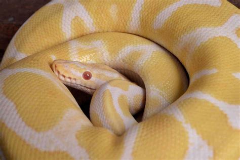 Banana Ball Pythons: A Complete Guide with Pictures and Facts - Embora Pets