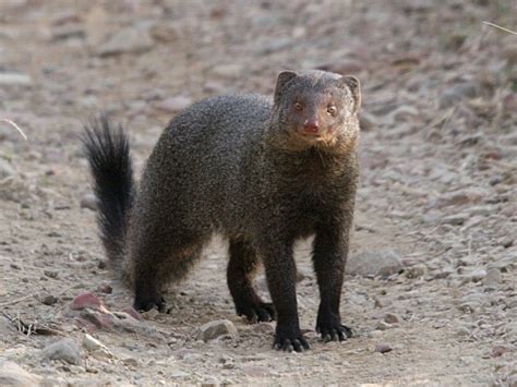 Mongoose - Natural History on the Net