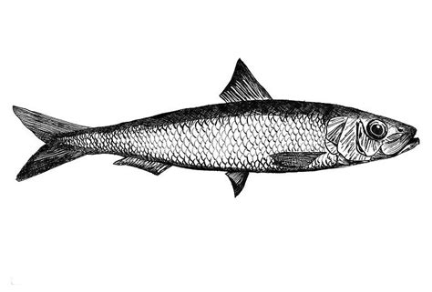 'Sardine illustration ink drawing' Framed Print by Goran Medjugorac | Fish illustration, Fish ...