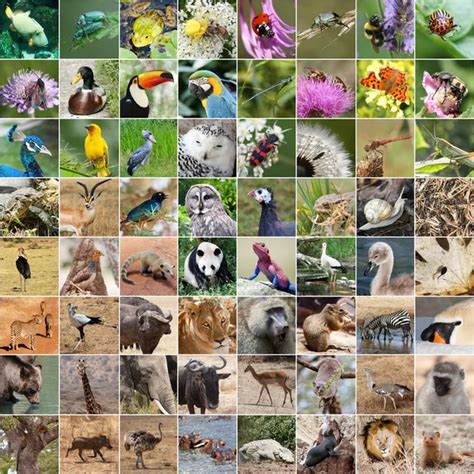 Different animals collage on postcards — Stock Photo © DarioStudios ...