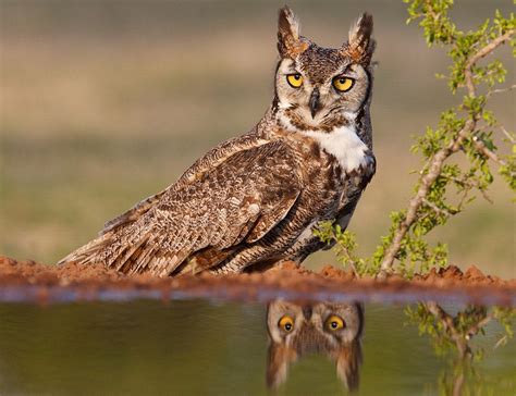 Great Horned Owl | Audubon Field Guide