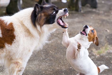 Do you know what to do if your dog bites? – Colorado Shiba Inu Rescue