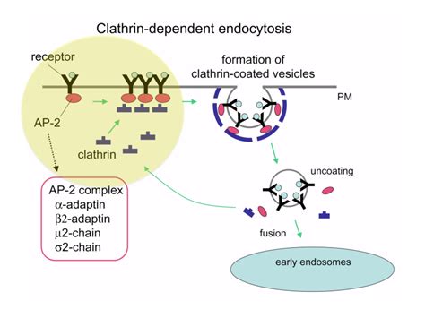 Receptor Mediated Endocytosis Examples